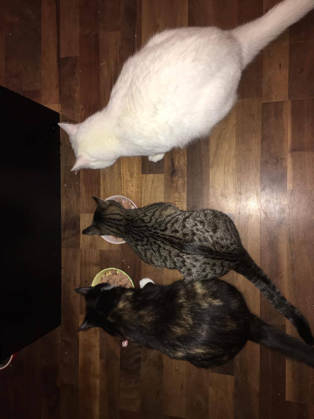 15785764_1446341302044411_1706040678_o