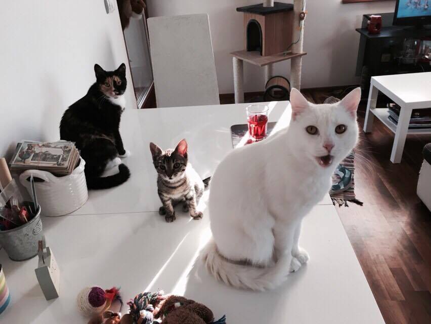 15801314_1446374718707736_374202180_n