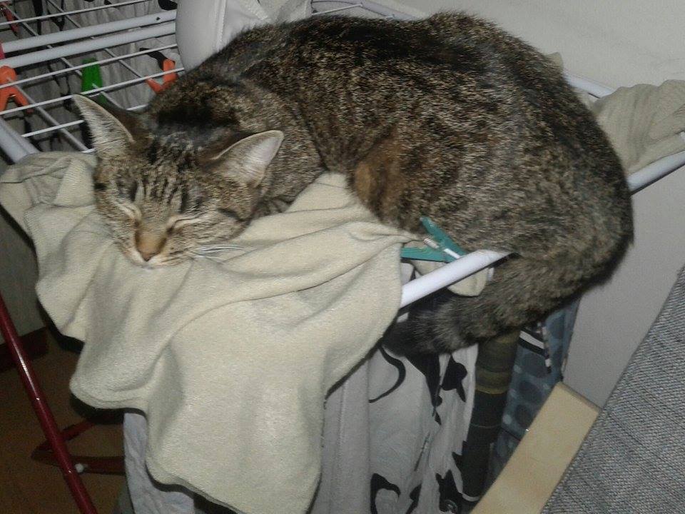 15820265_1442985615714564_1217080654_n