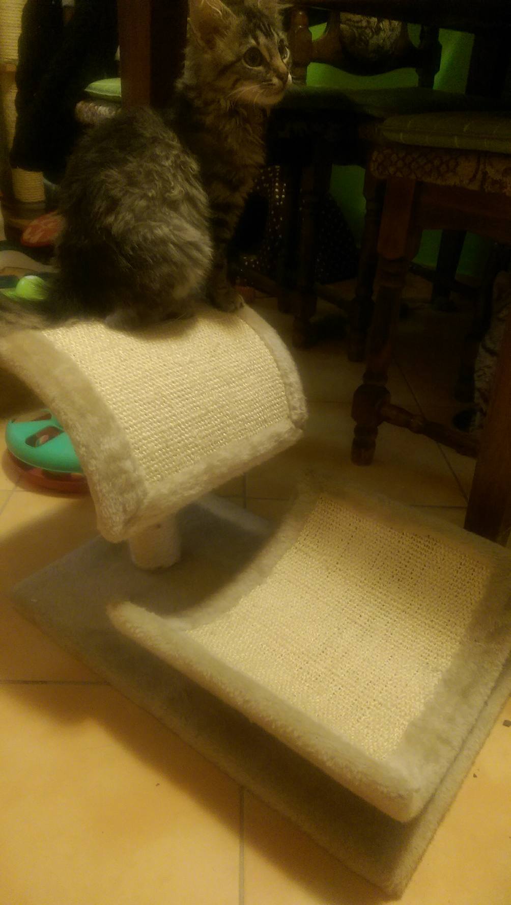 15824404_1756447041349105_621294699_o