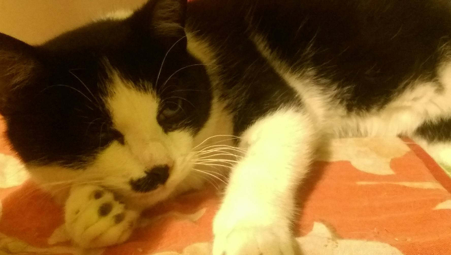 15824660_1756447278015748_1656064156_o