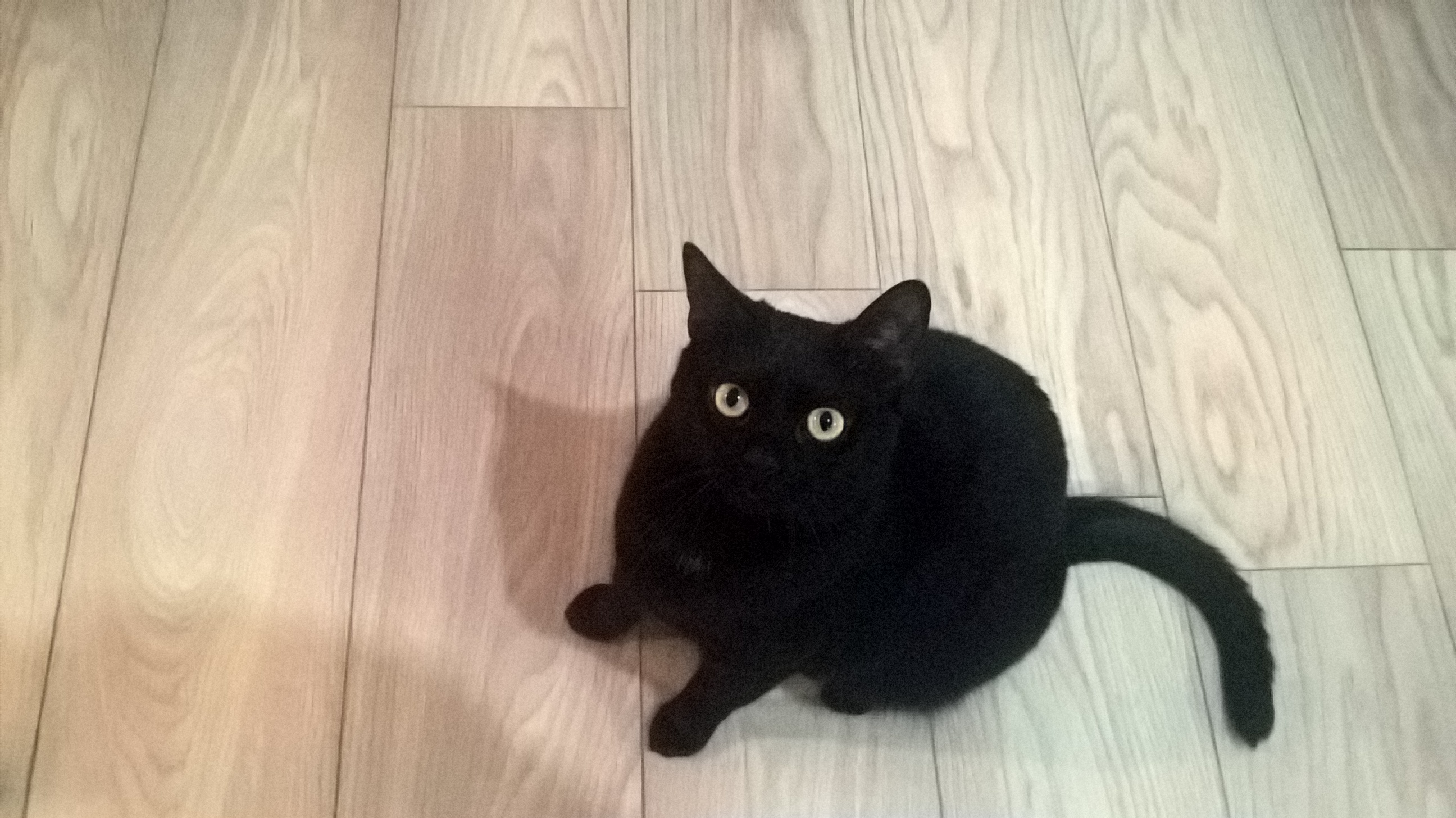 wp_20161205_21_36_18_rich