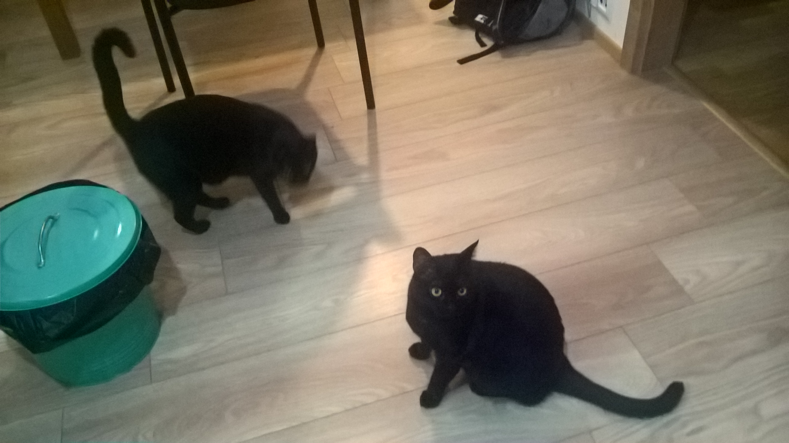 wp_20161205_21_36_45_rich