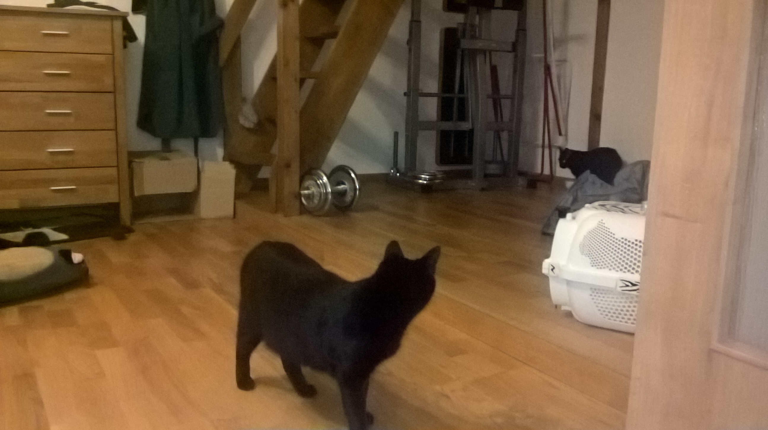 wp_20161205_21_42_20_rich