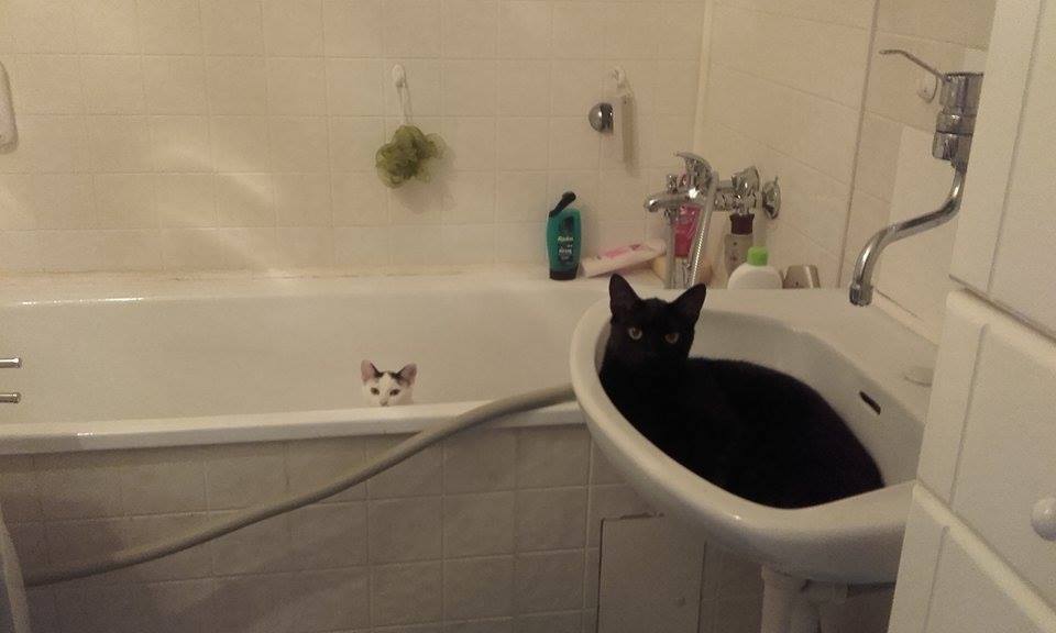 15327647_1025775217534522_2009839059_n-2