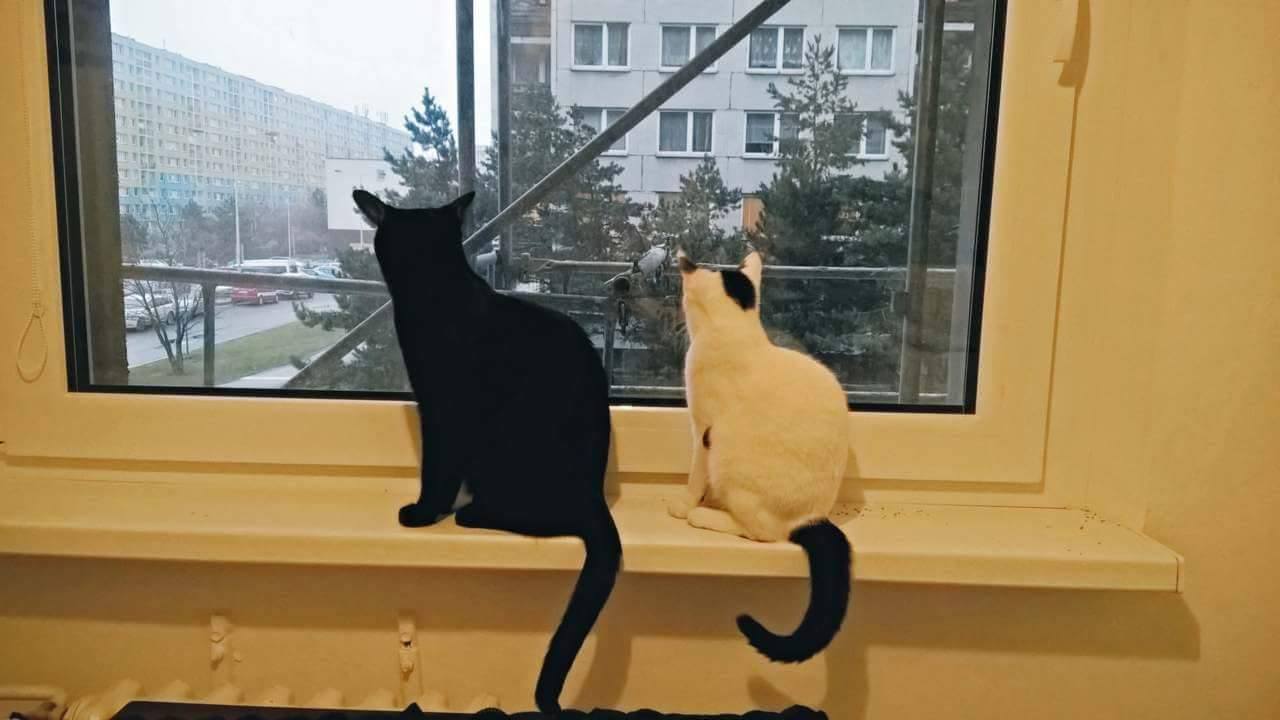 15540617_1043226815789362_1136807785805966343_o