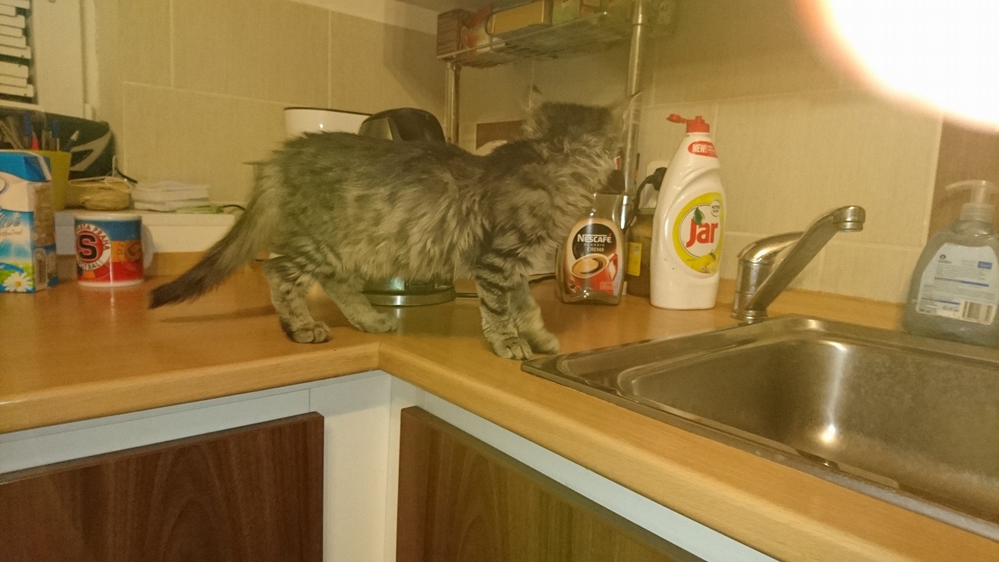 15731979_734230013408271_1898539086055938355_o