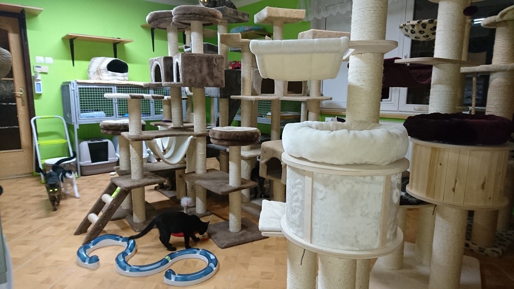 15732287_734230573408215_8091621925272009980_o