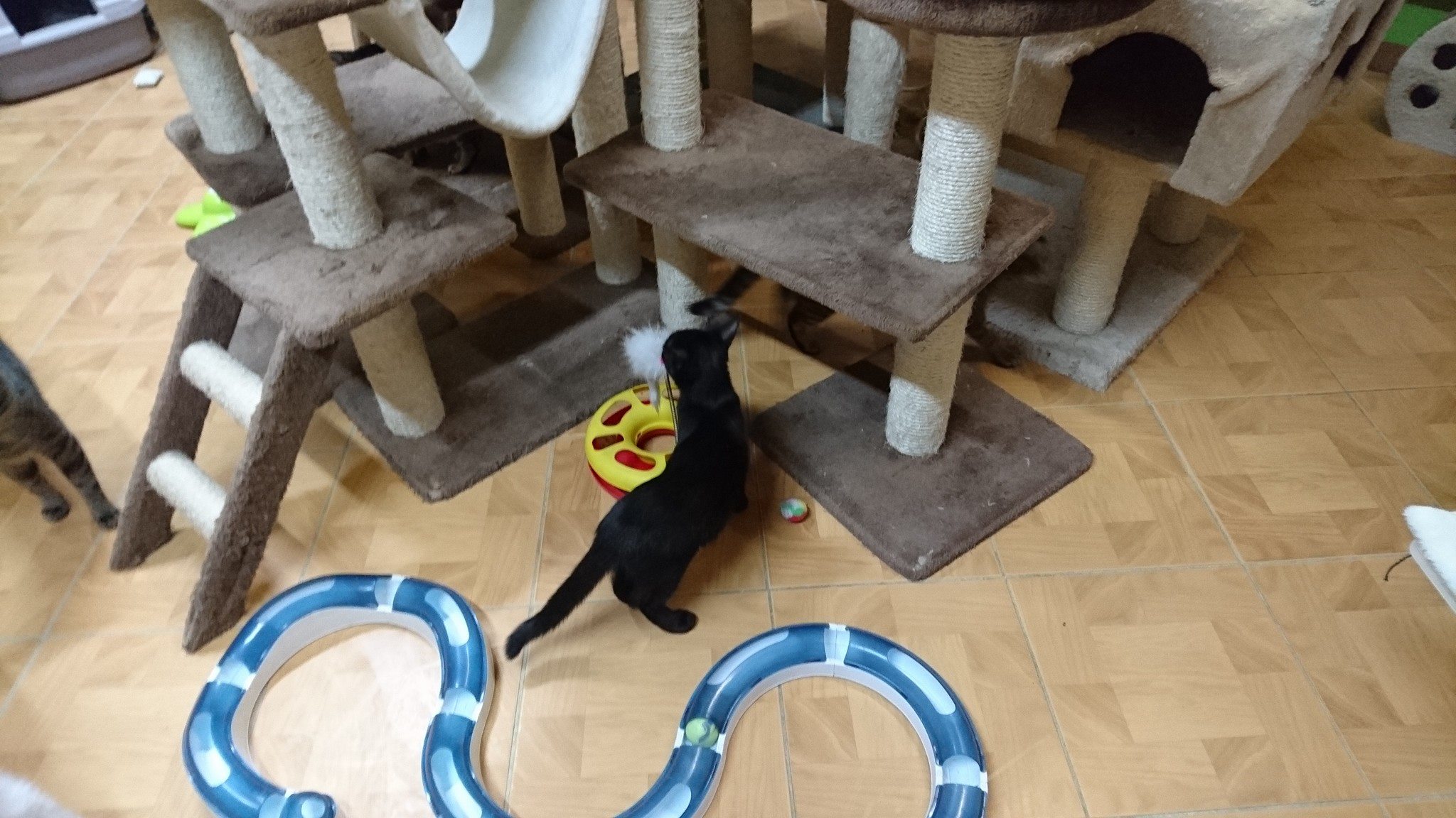 15774705_734230926741513_6850660926746411639_o