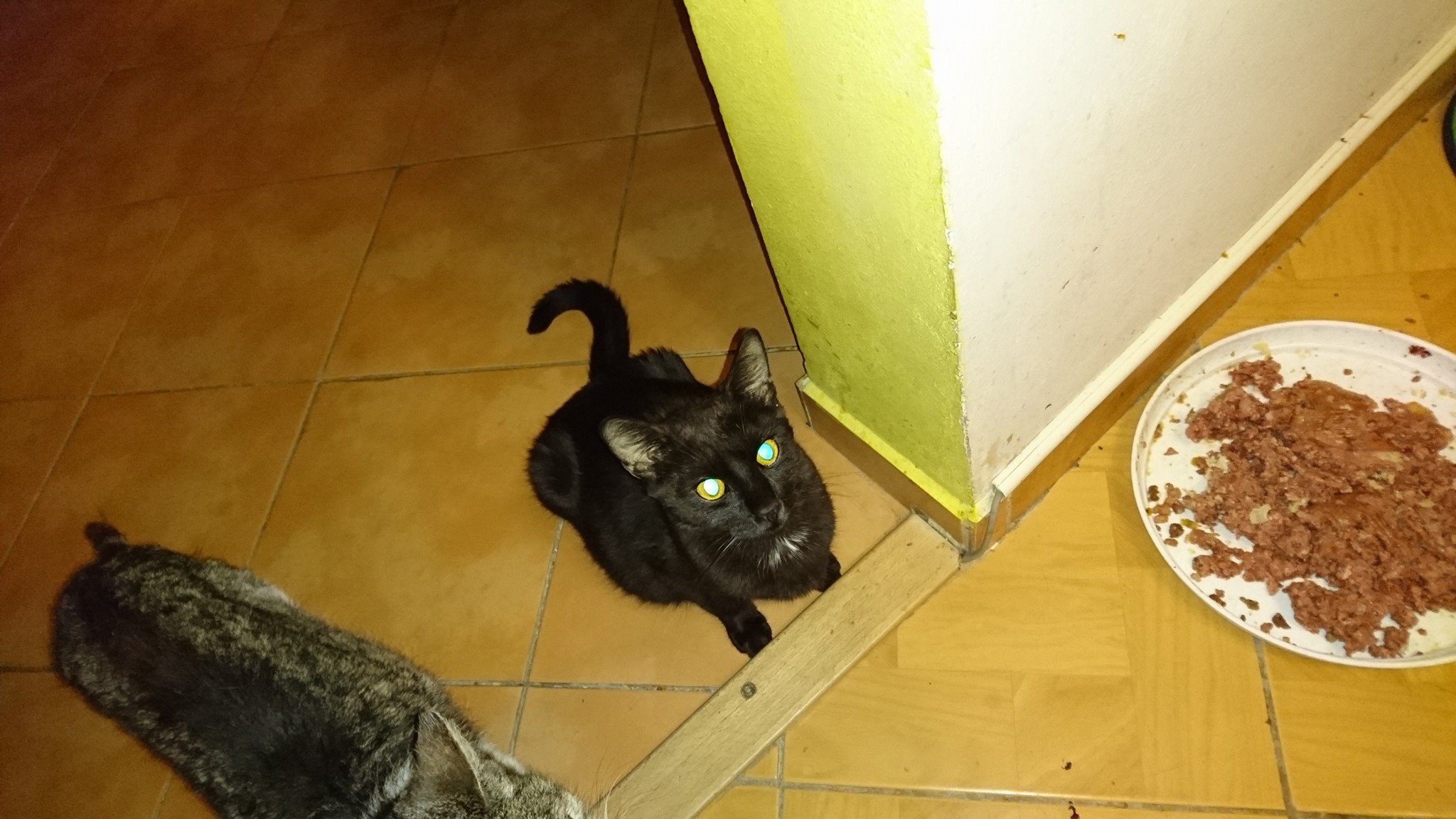 15774896_734228346741771_1875793966719435824_o