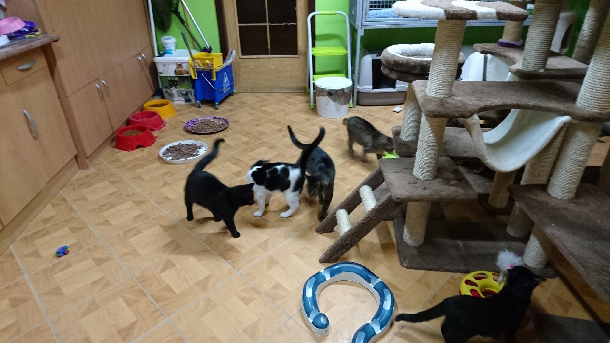 15774969_734230766741529_5323850924369184152_o