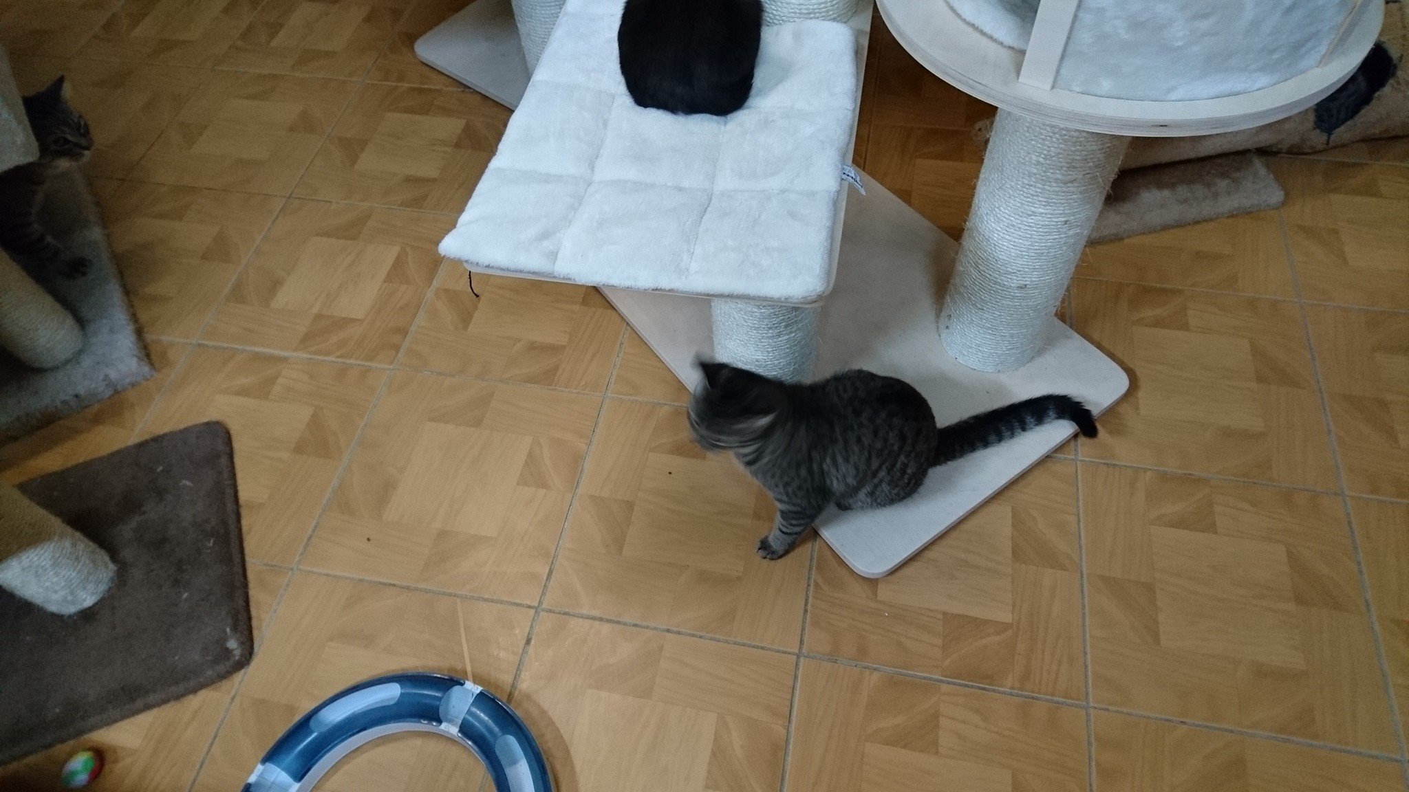 15774979_734232020074737_6680327709185875836_o