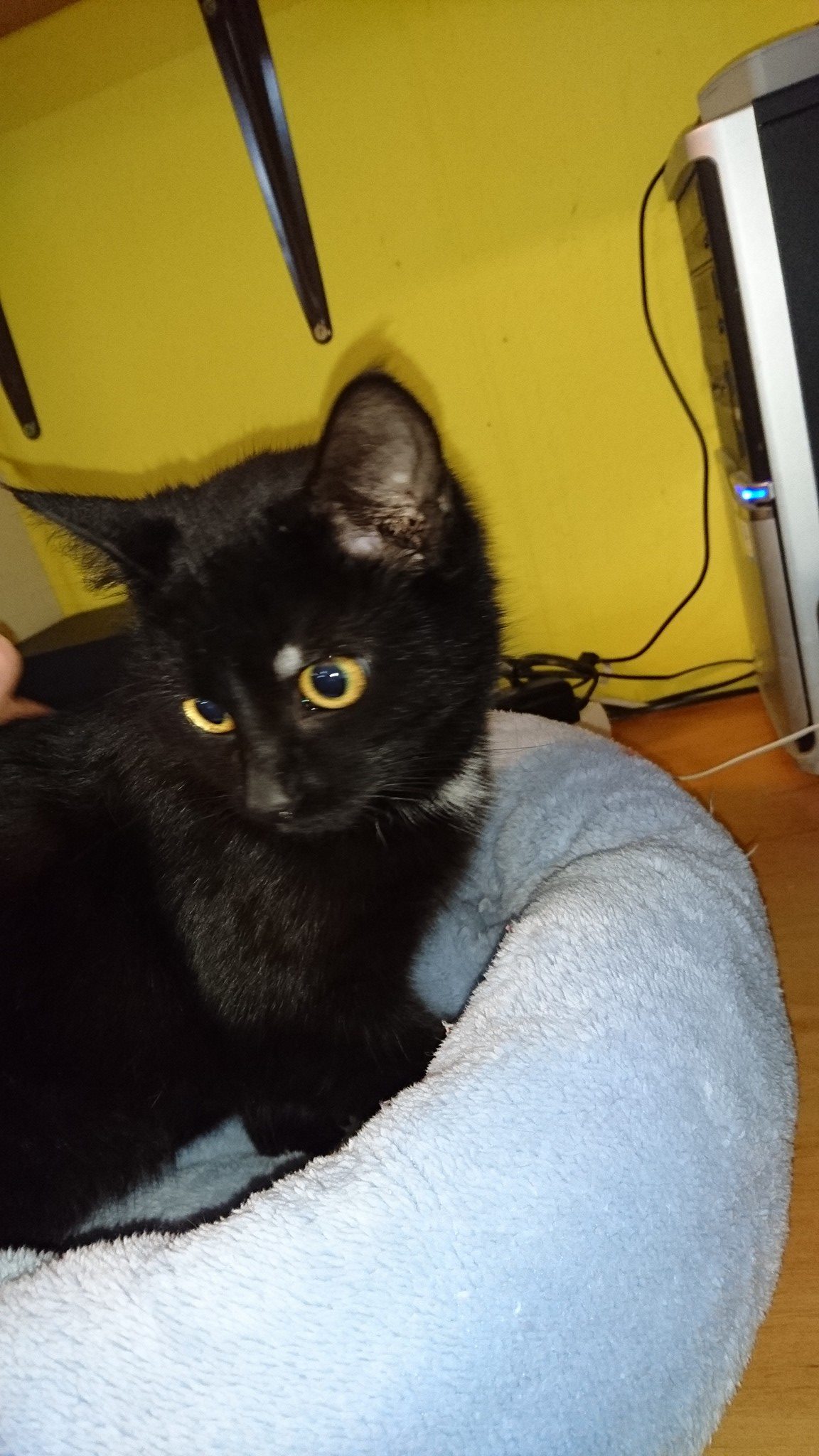 15776899_734228906741715_609475273621875577_o