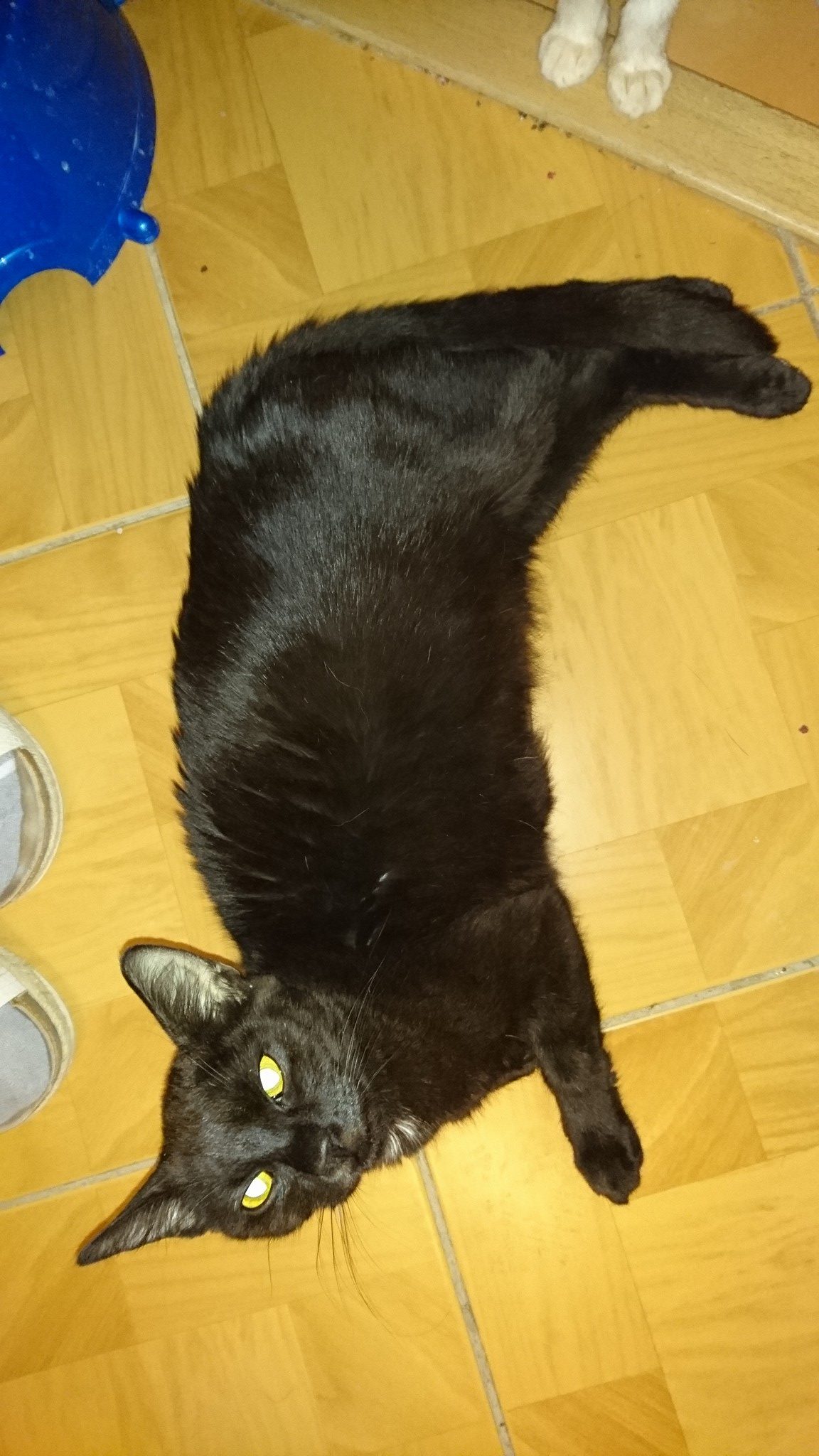 15800393_734228070075132_7041454097584042865_o