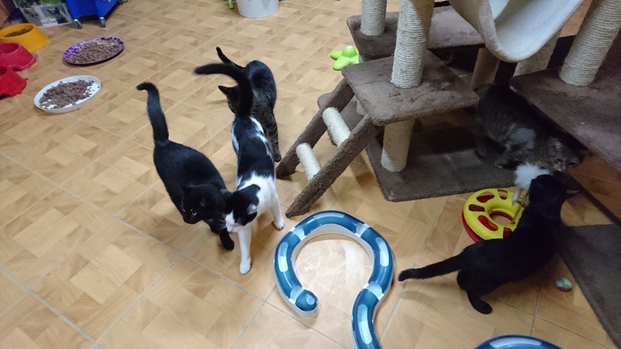 15800442_734231183408154_6330066535010017630_o