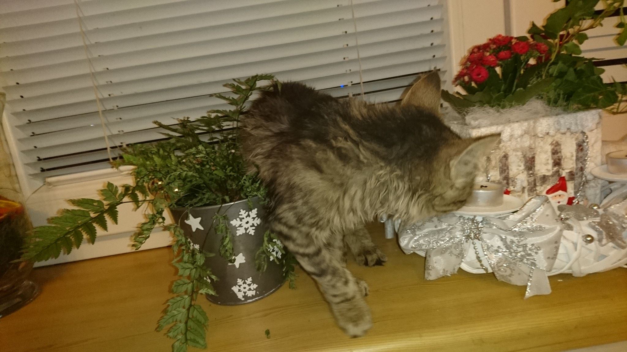 15800627_734229080075031_4595066369546959674_o