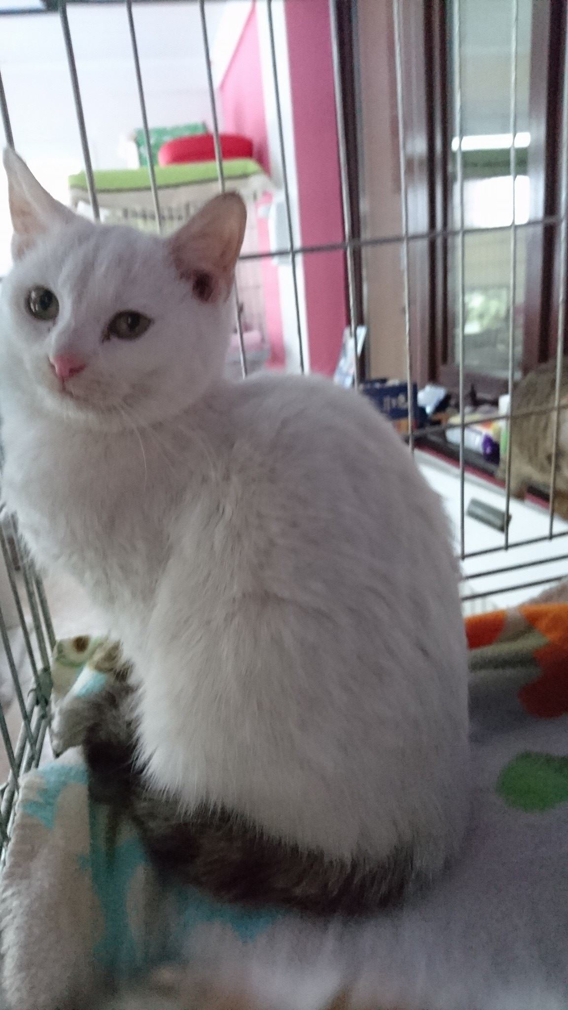 15800688_736786629819276_501196146879306004_o