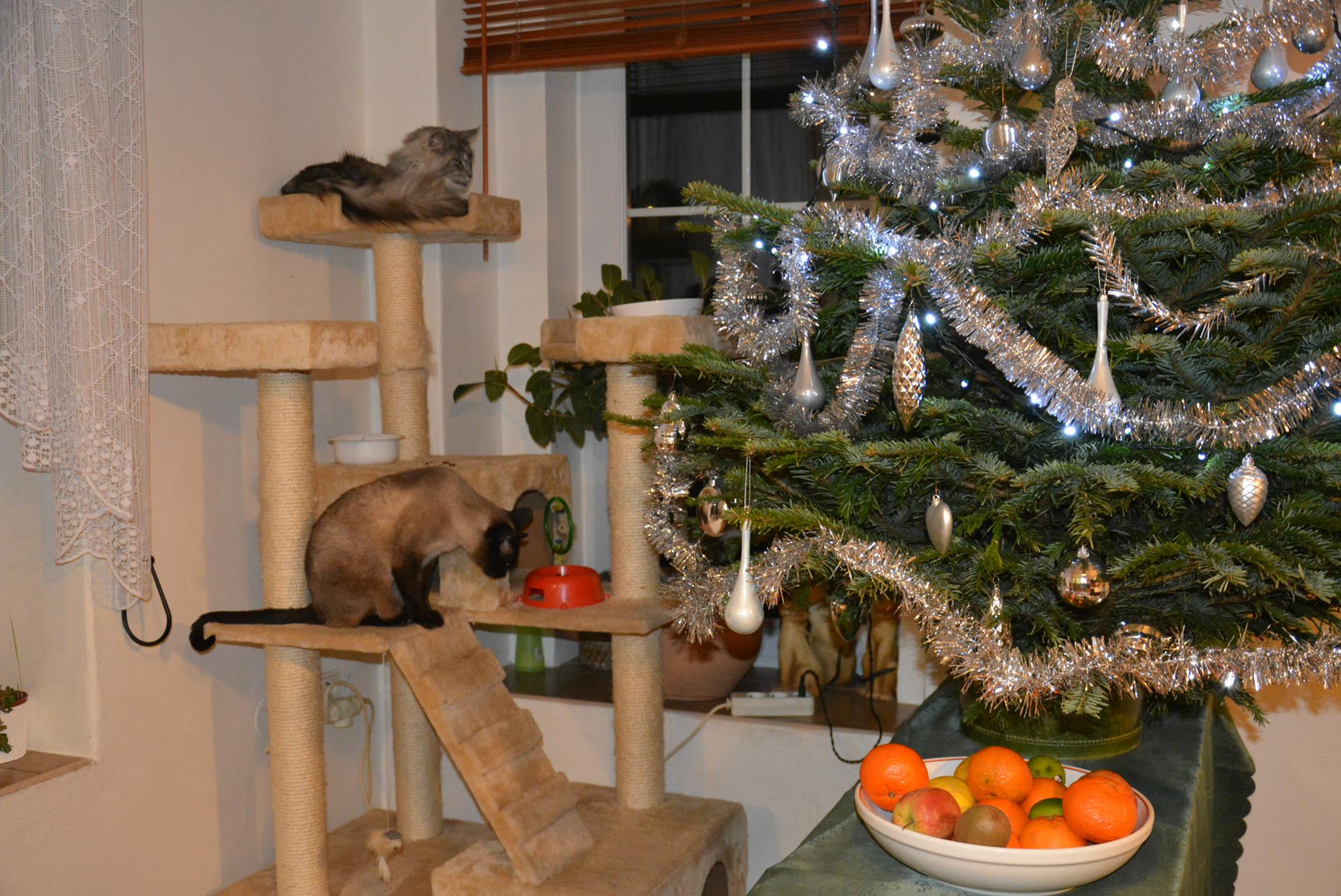 15820592_10212543135439874_1213084559_o