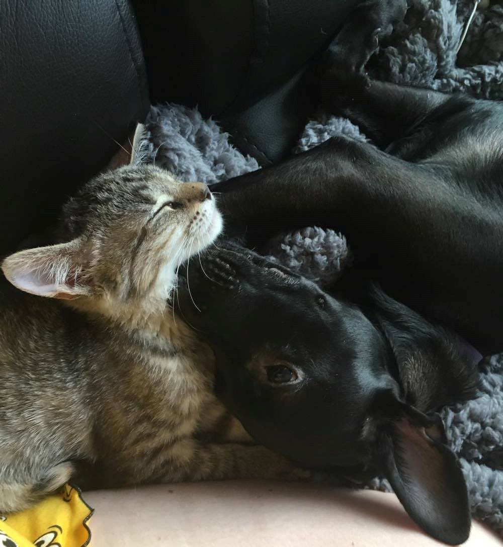 15824010_1621150821245420_1501124058_o