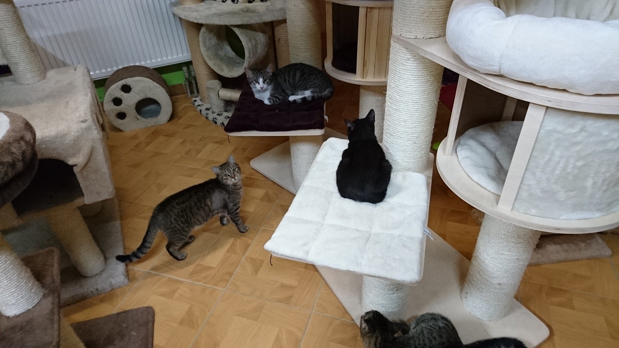 15844086_734231813408091_7711809848410837442_o