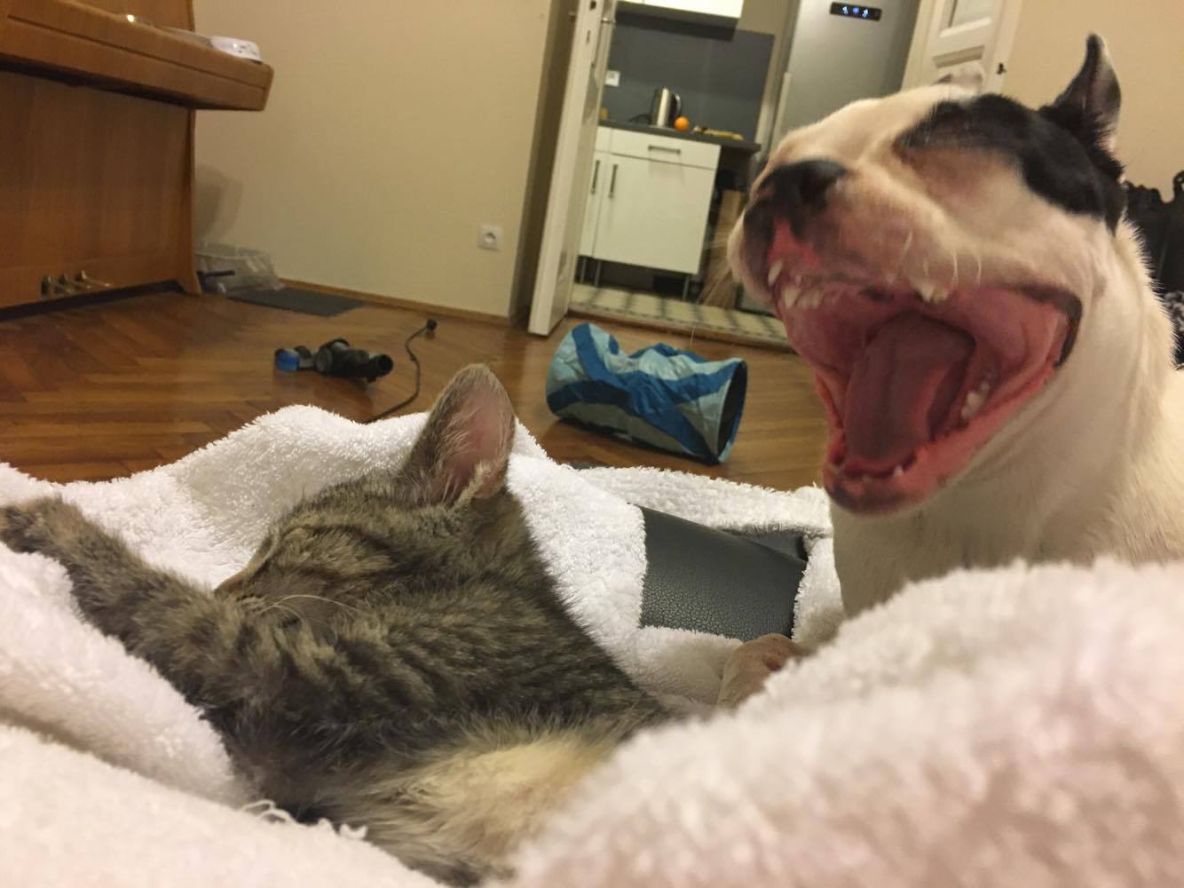 15857144_1621151151245387_1309144854_o