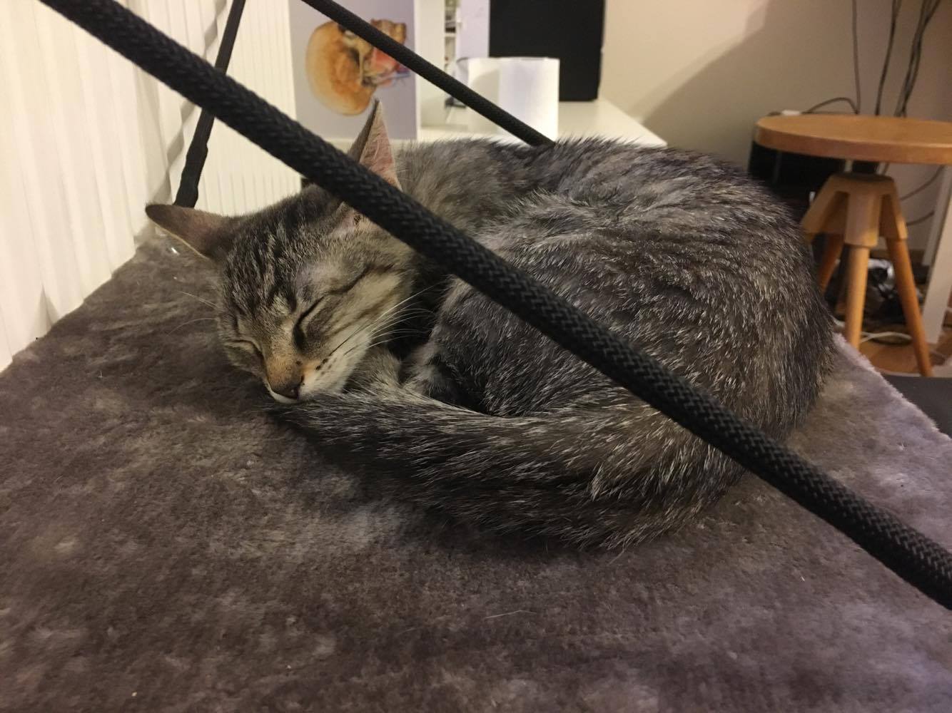 15857664_1621150601245442_1988395754_o