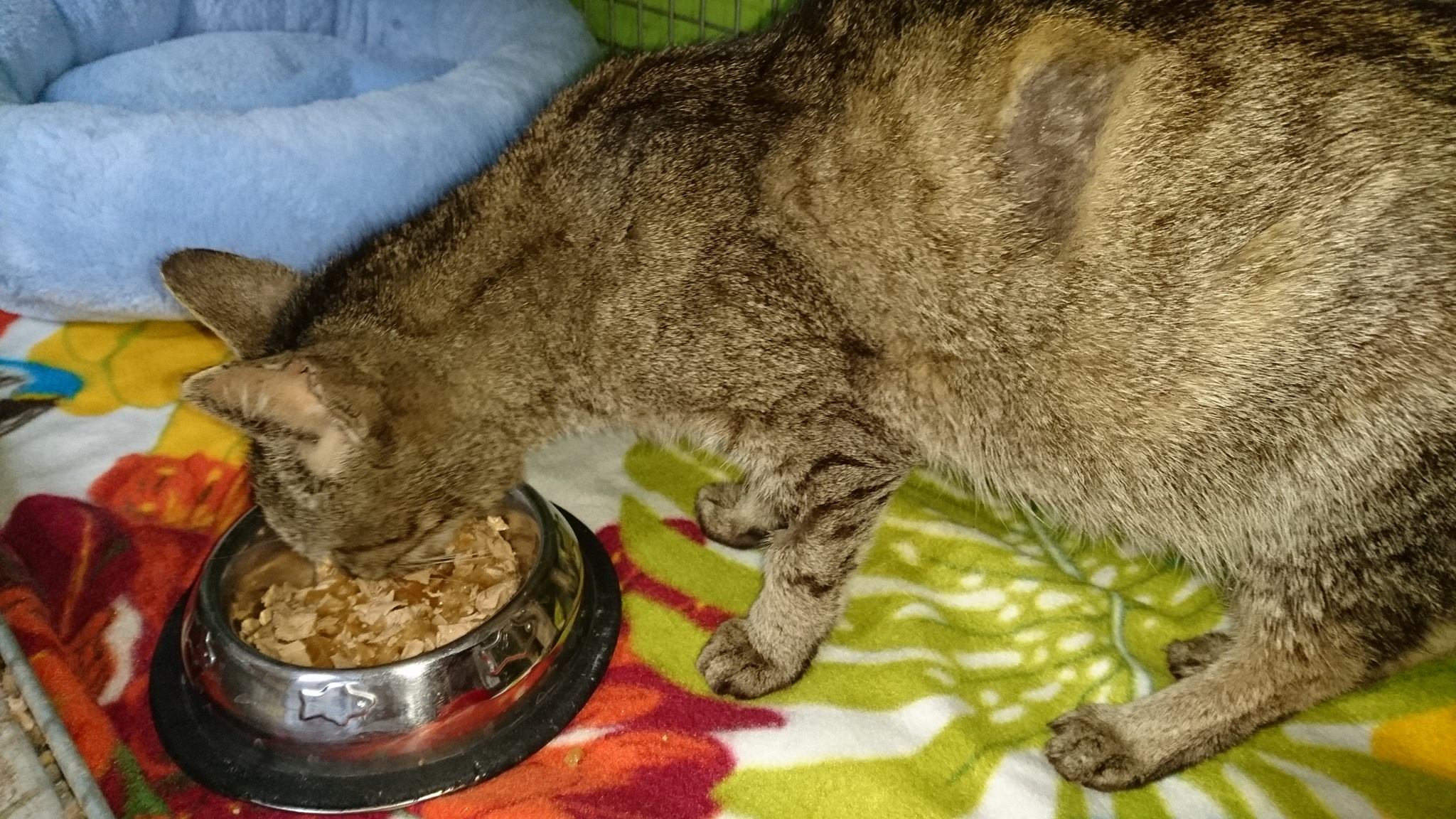 15874904_738891556275450_4290123997662523318_o