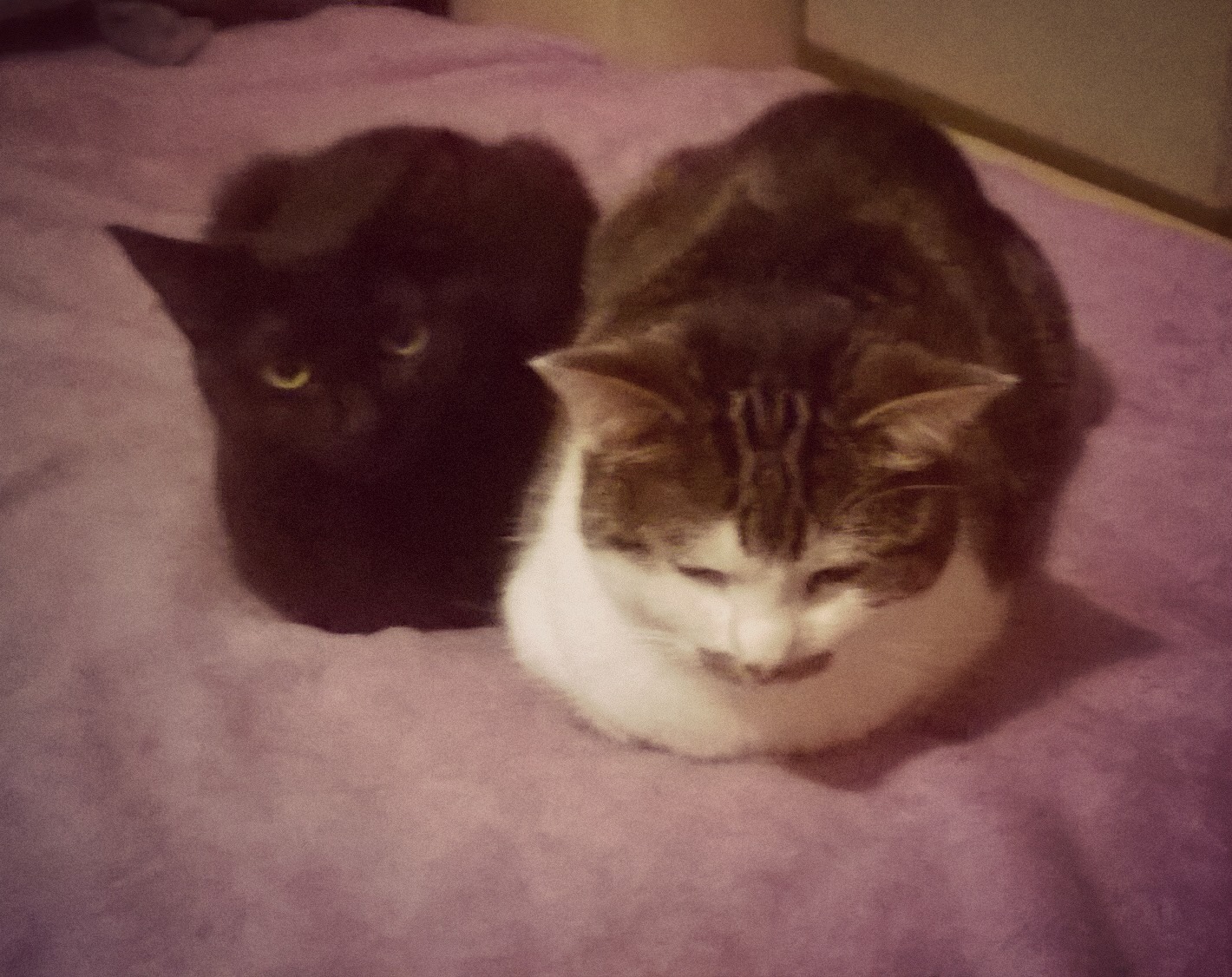 15878003_389071461445619_103581945_o