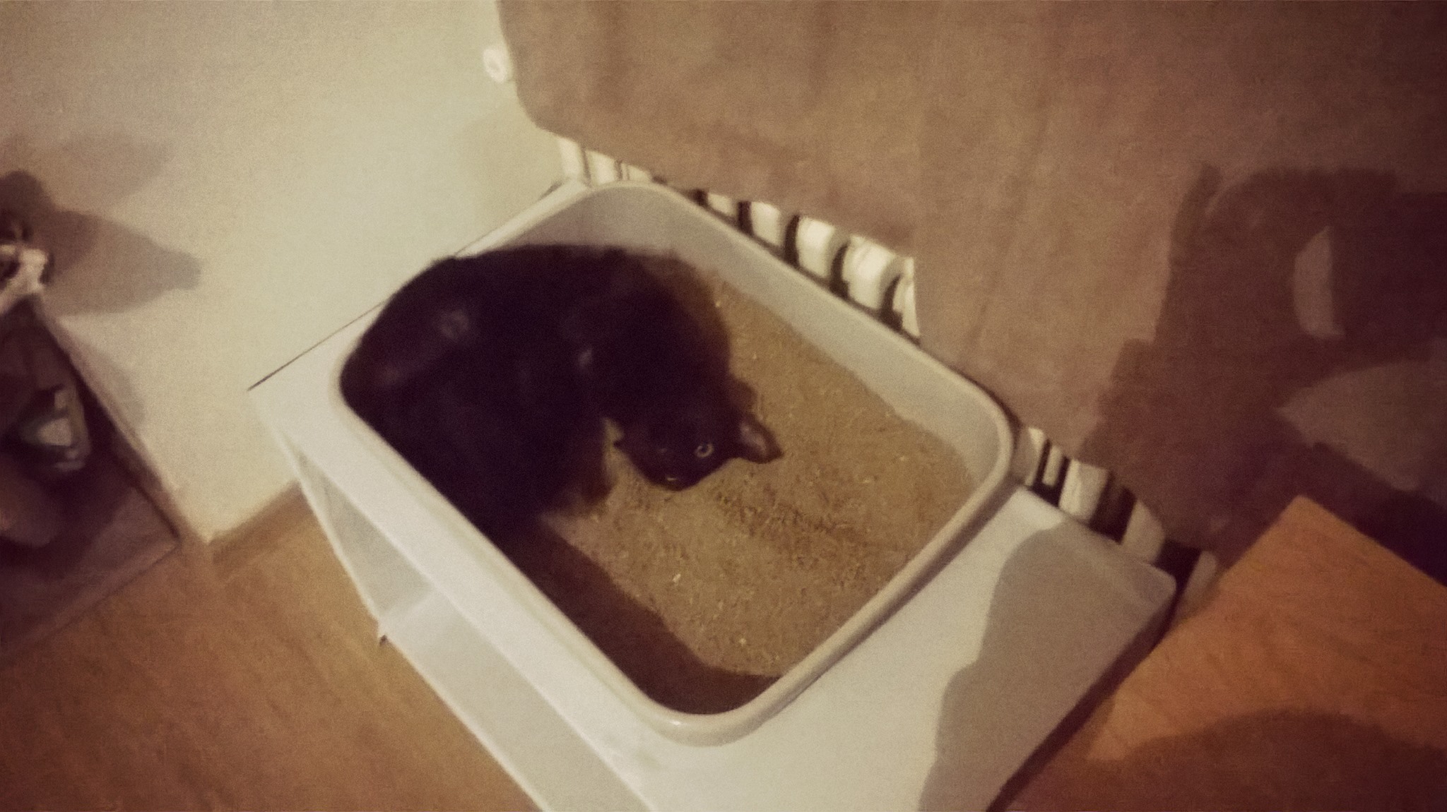 15878305_389071578112274_2085487203_o