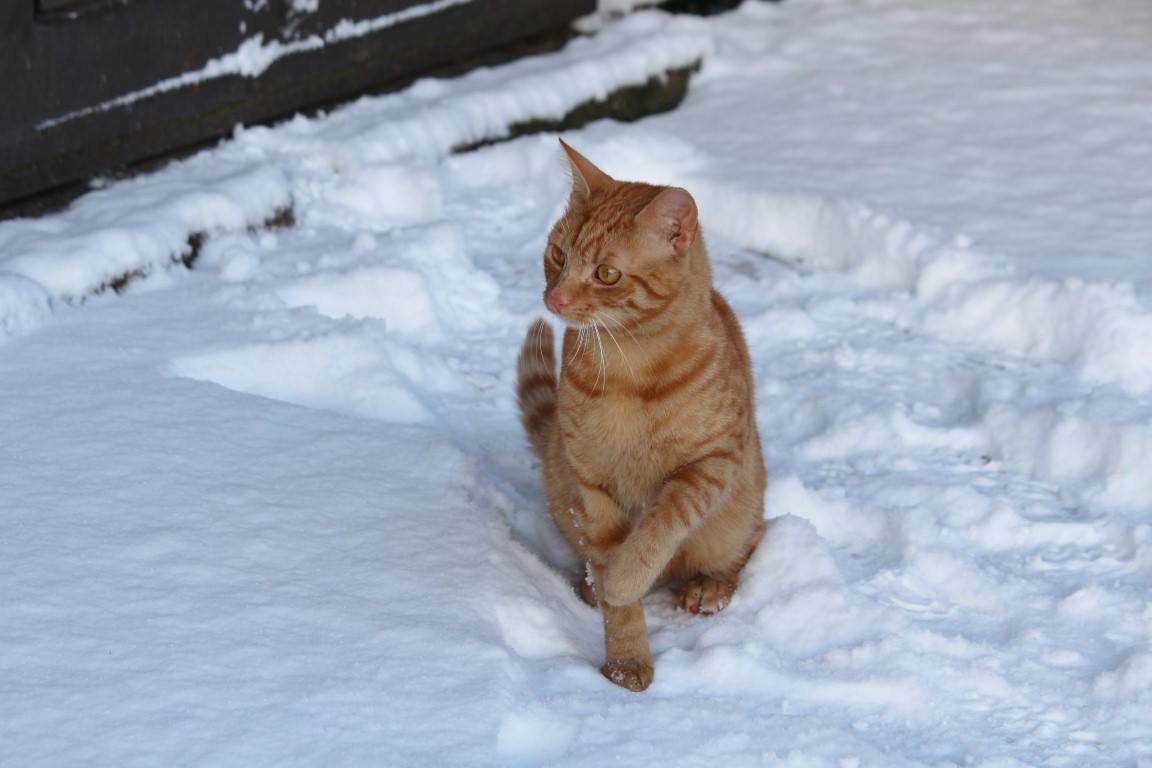 15878503_10208065351700692_466728525_o