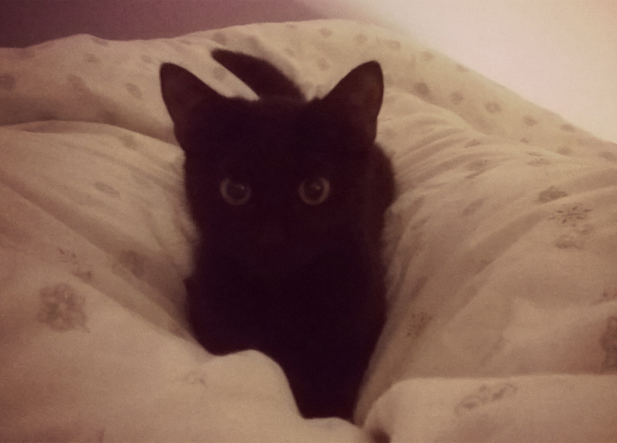 15878622_389071394778959_936345202_o