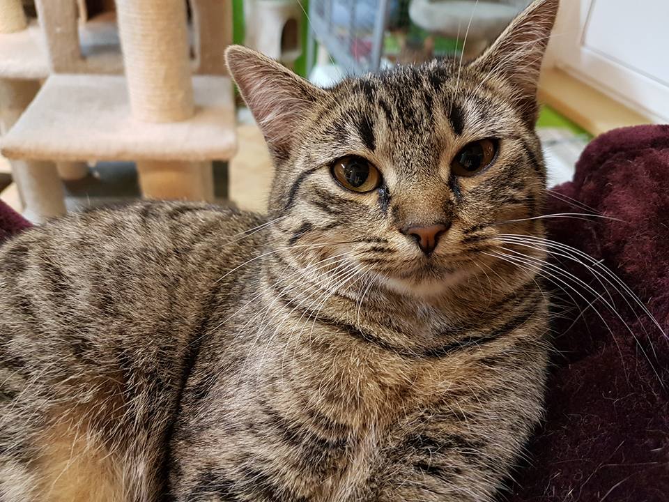 15894899_737953543035918_1858162078623803376_n