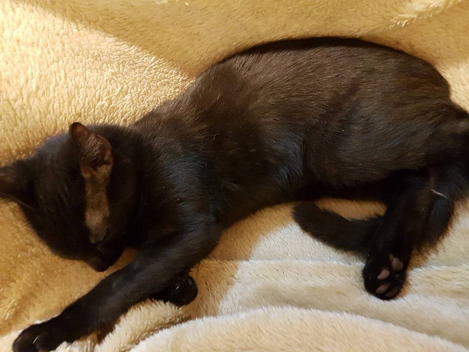 15895227_737953496369256_4757455305730988219_n