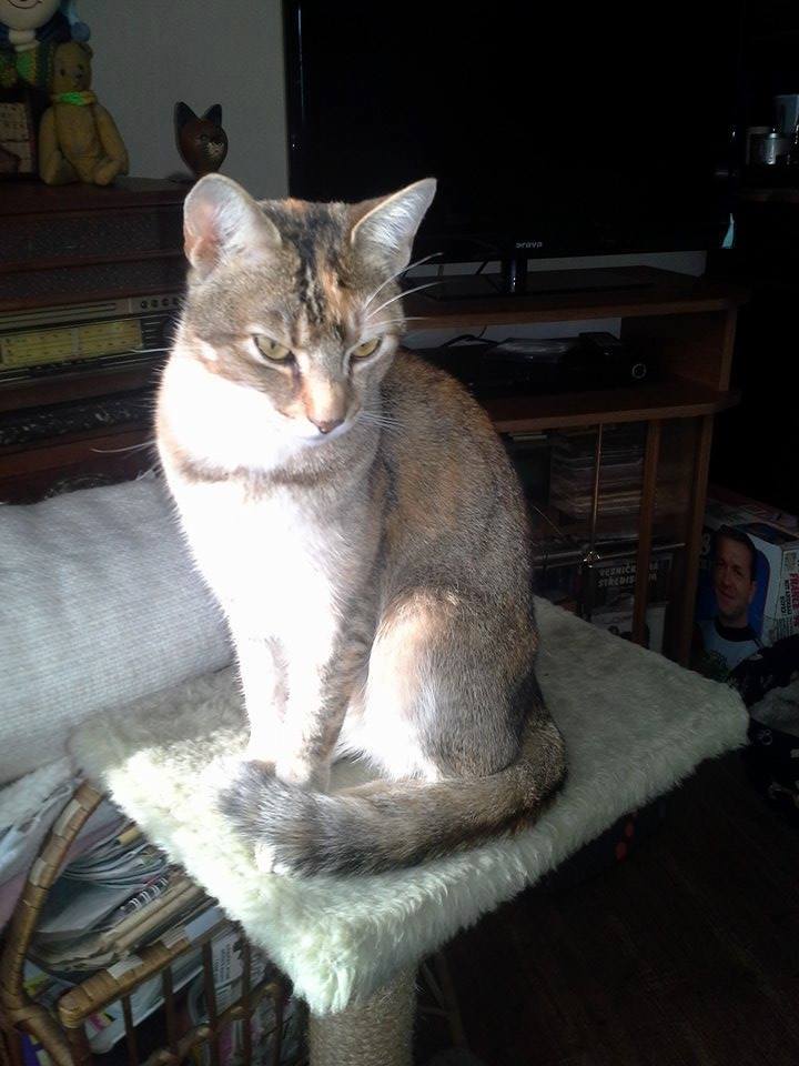 15895367_741343732696899_290770827607128360_n