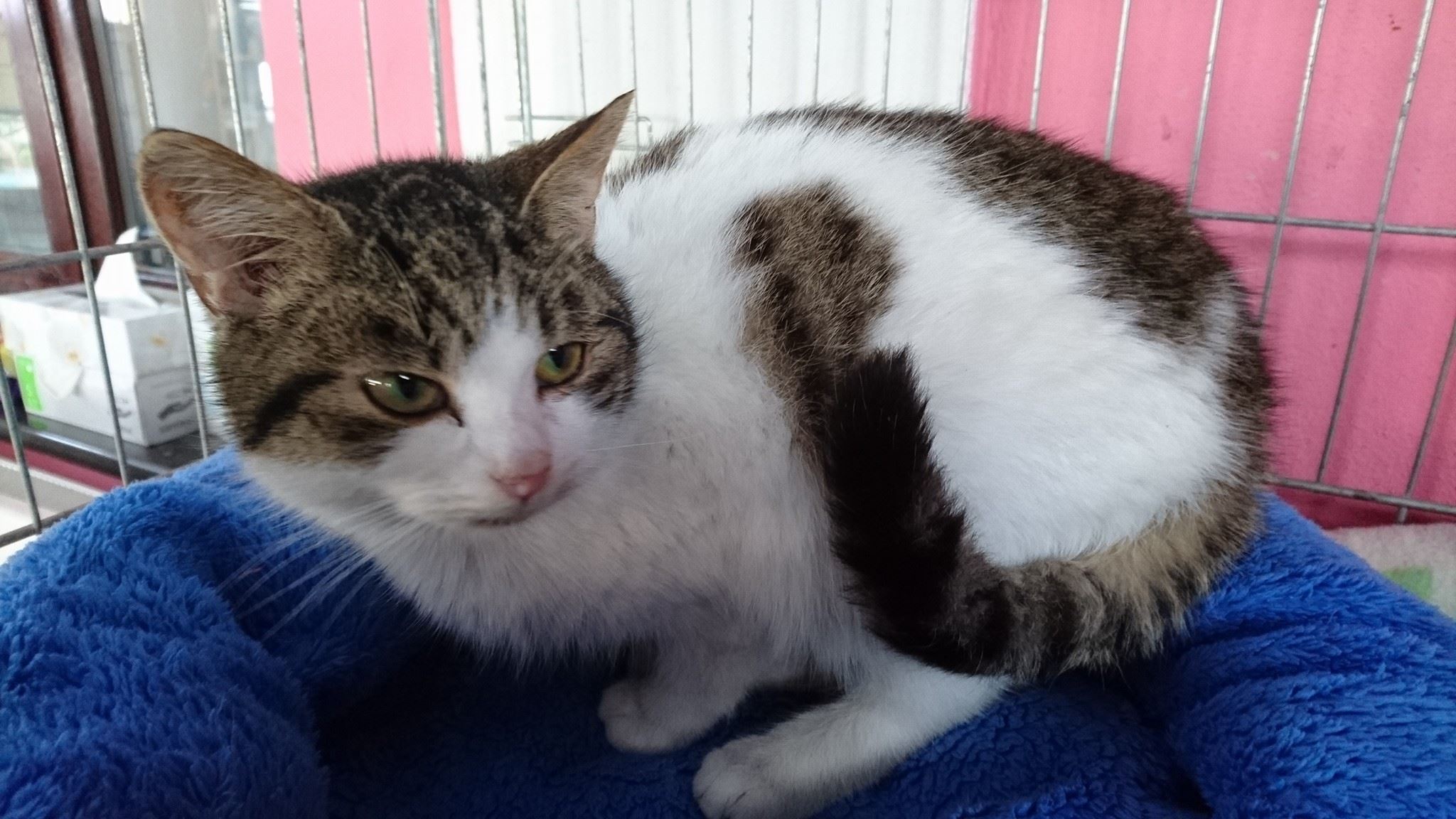 15895641_736786796485926_6039338814632500542_o