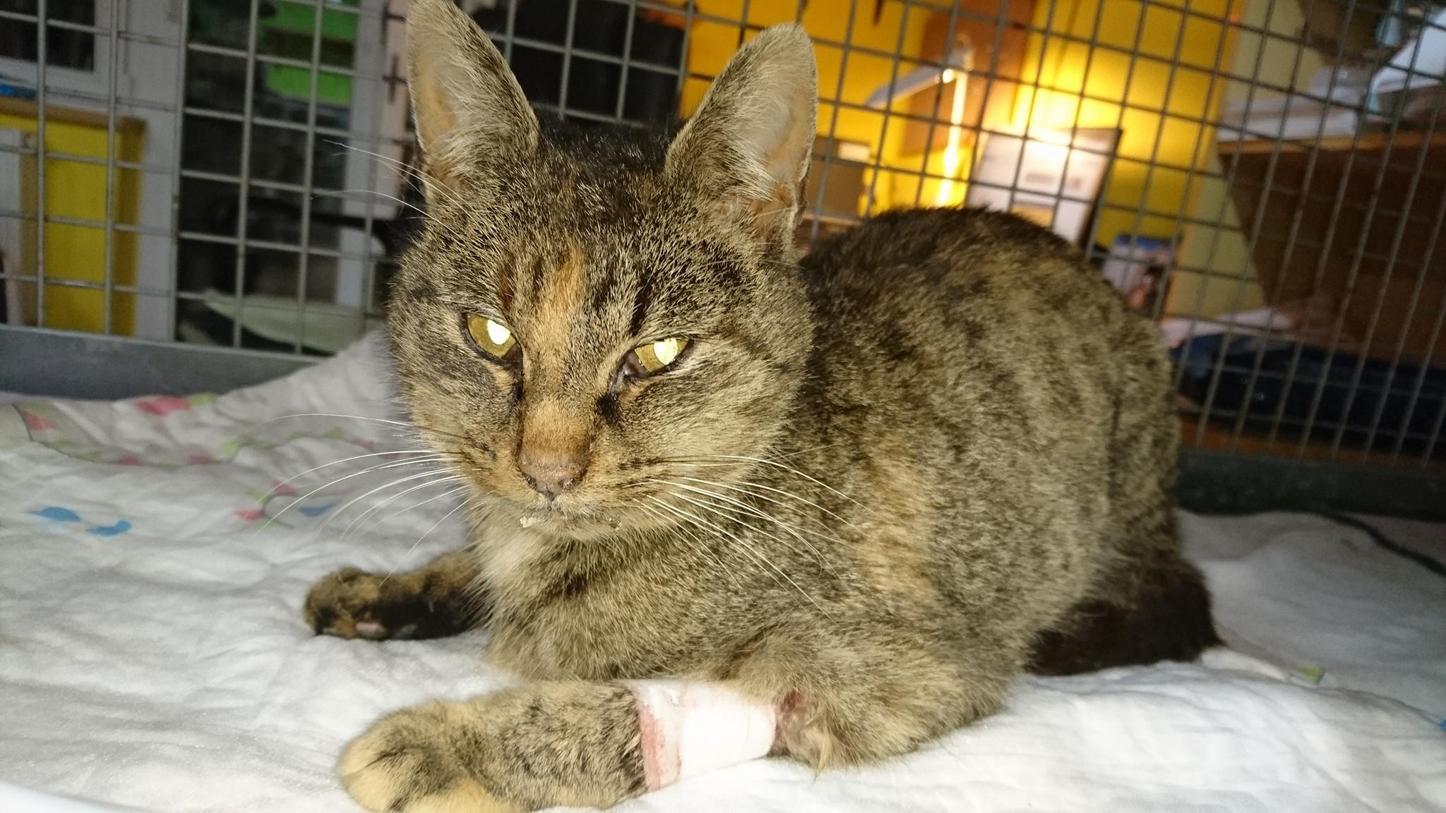 15895703_738891742942098_6054467179046595546_o