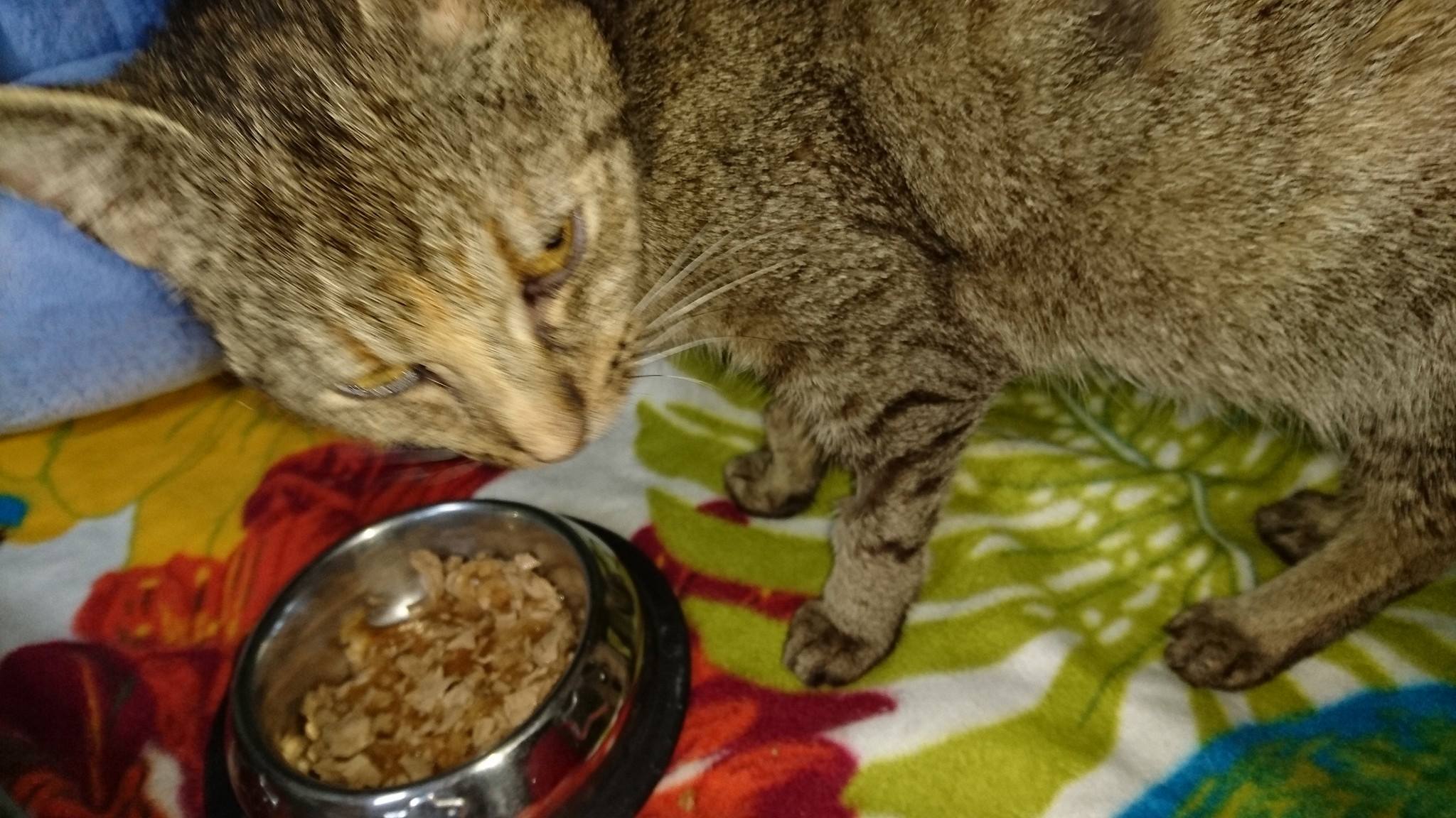 15896226_738891192942153_3487201363282794070_o