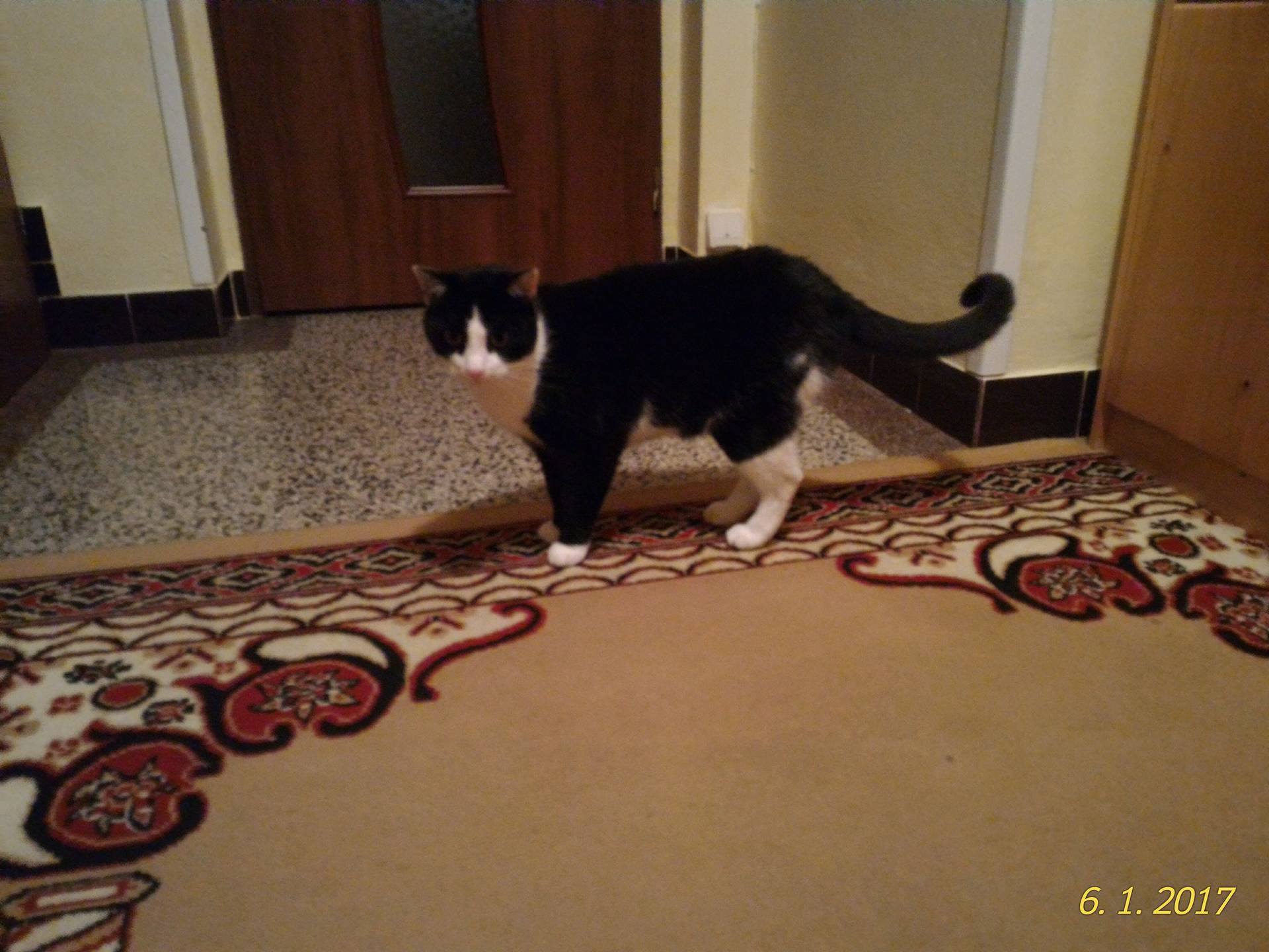 15902692_10208084168646344_1247093918_o