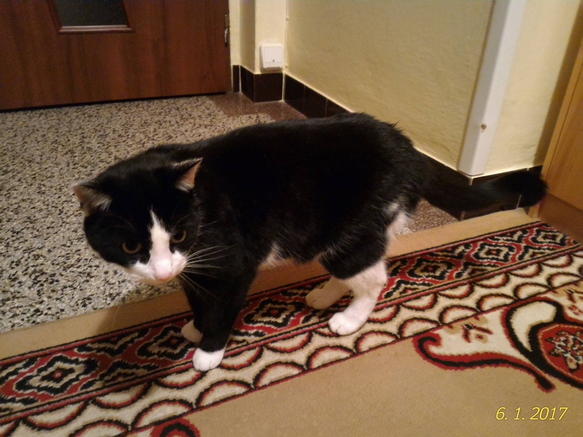 15902824_10208084168766347_925601402_o