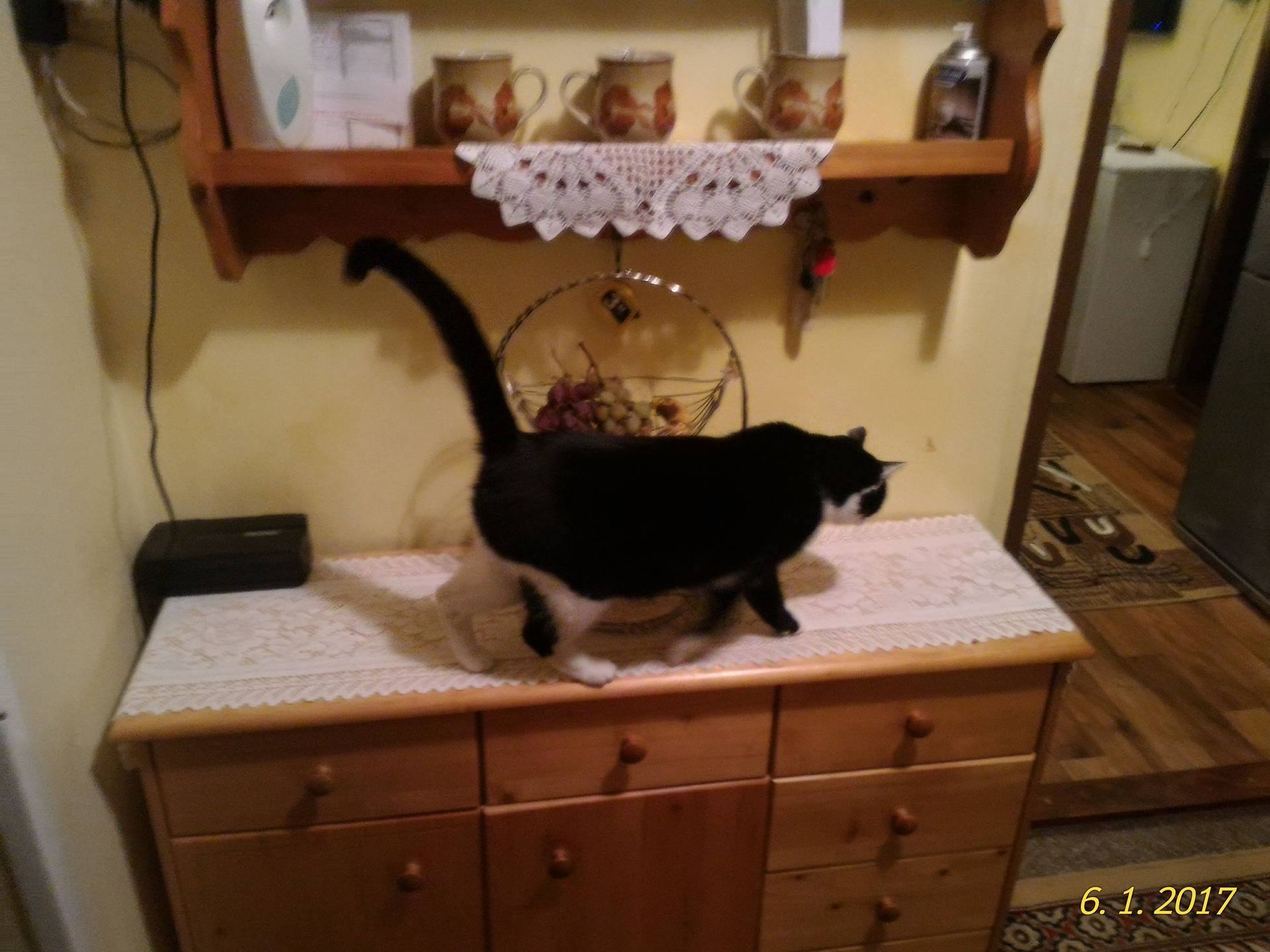 15902911_10208084170046379_877100751_o