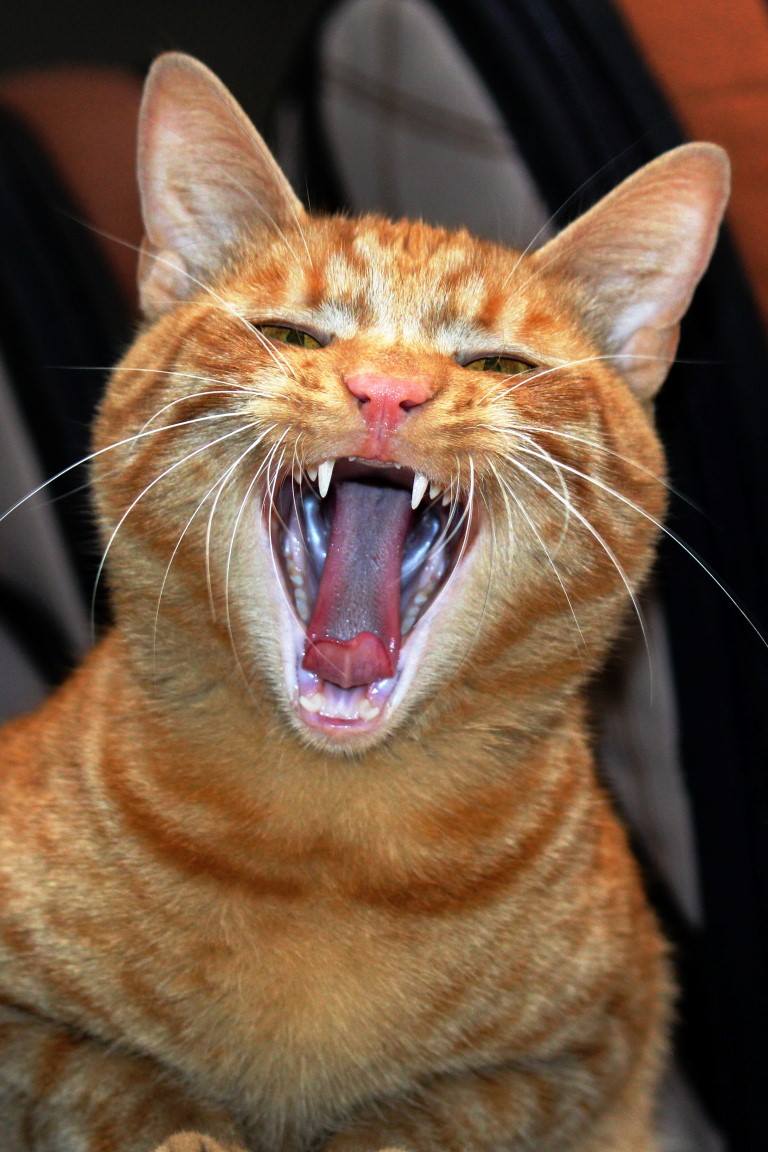 15935159_10208065352260706_209616961_o