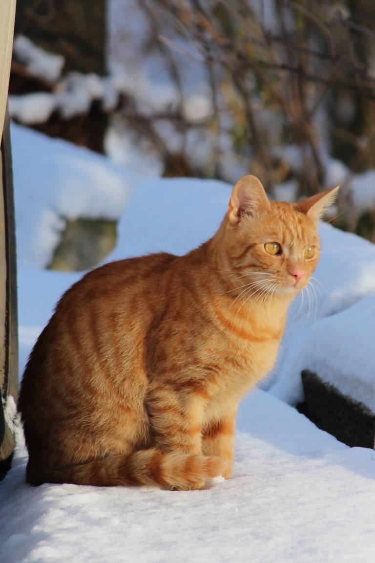 15935278_10208065351780694_1849977408_o