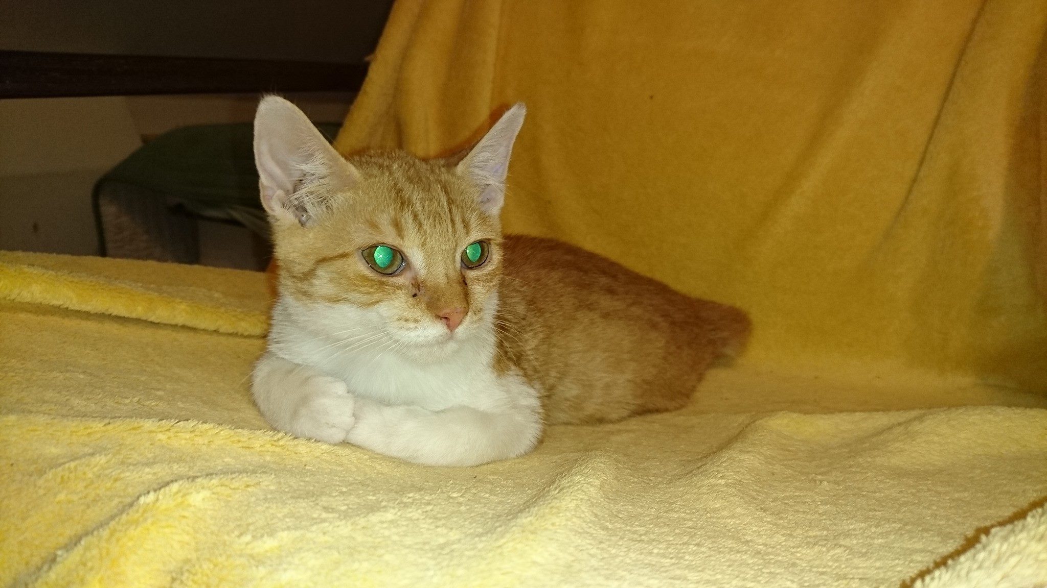 15936950_742620755902530_6042758943573730355_o