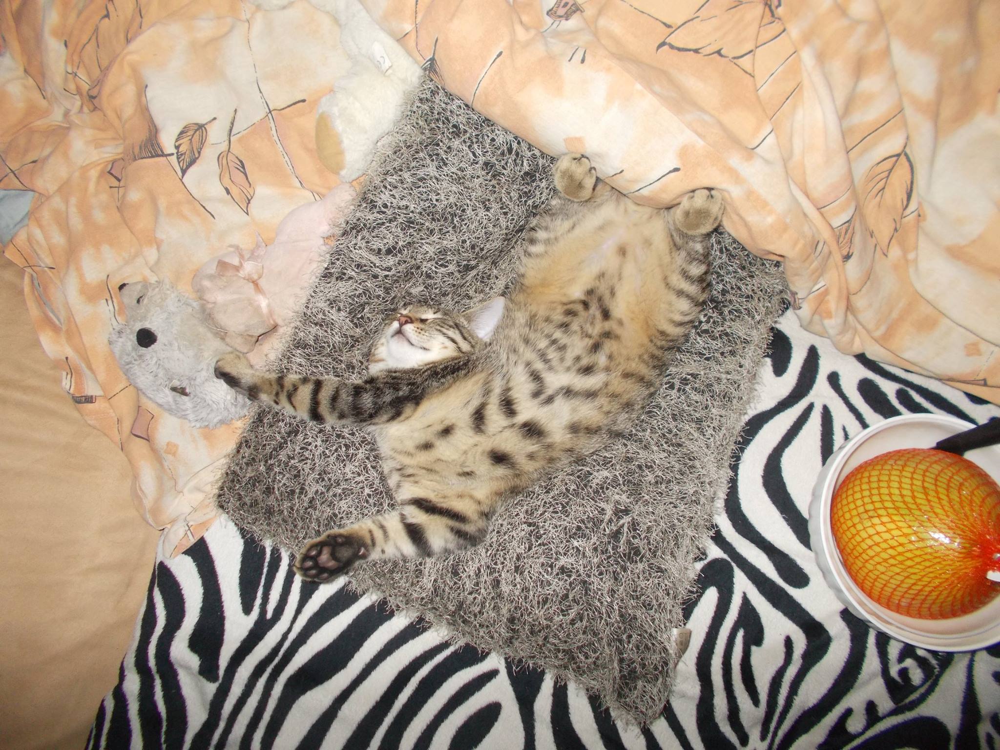 15936969_742050909292848_4786295315658680257_o