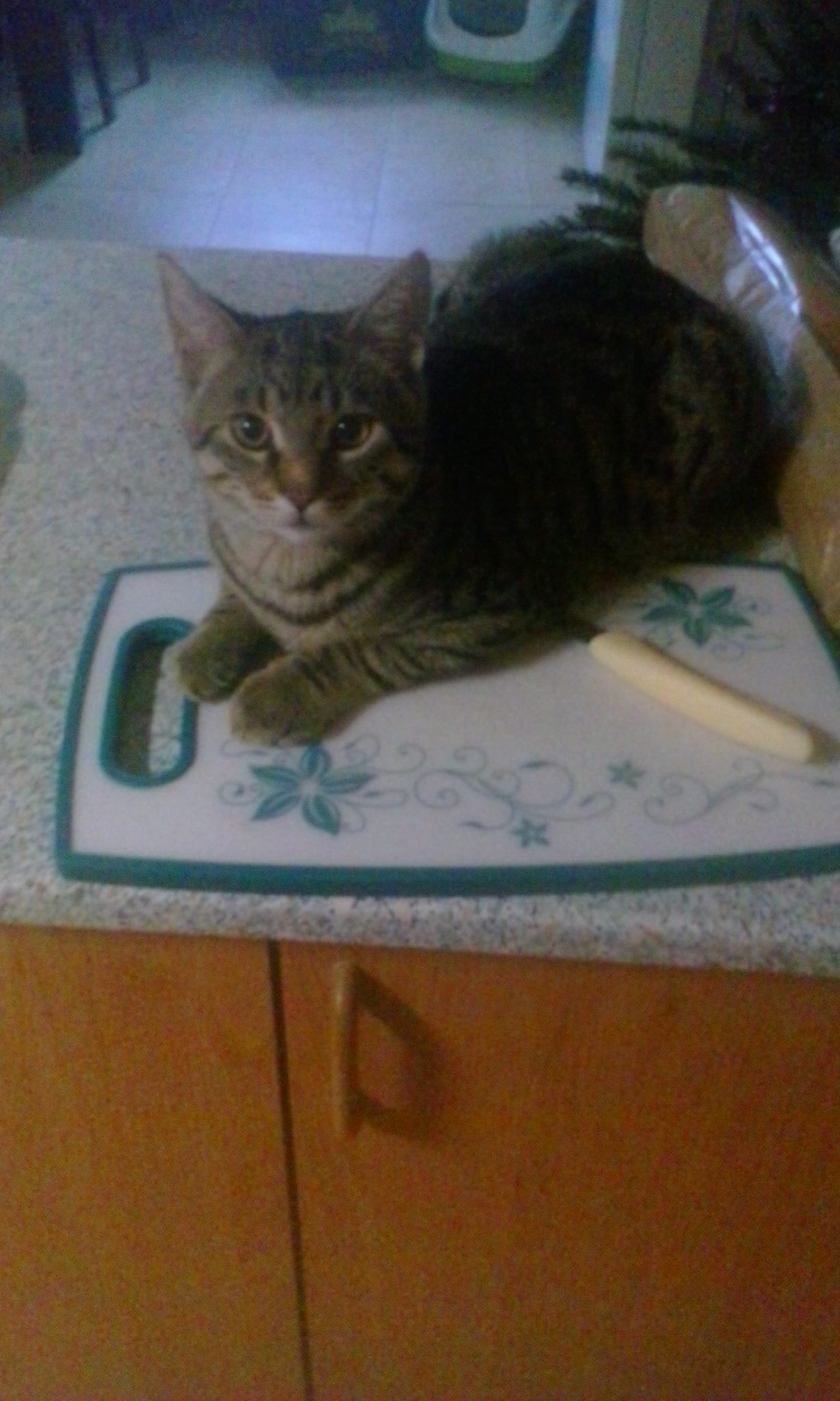 15937079_742050832626189_5450812327734352803_o