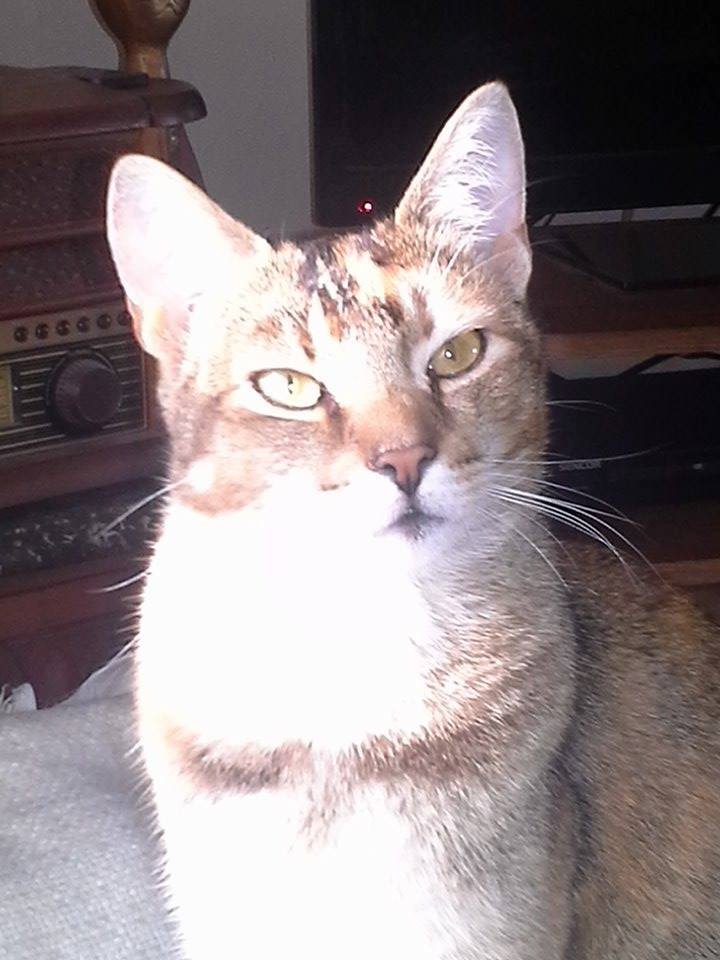 15940415_741343736030232_8811125185640781596_n