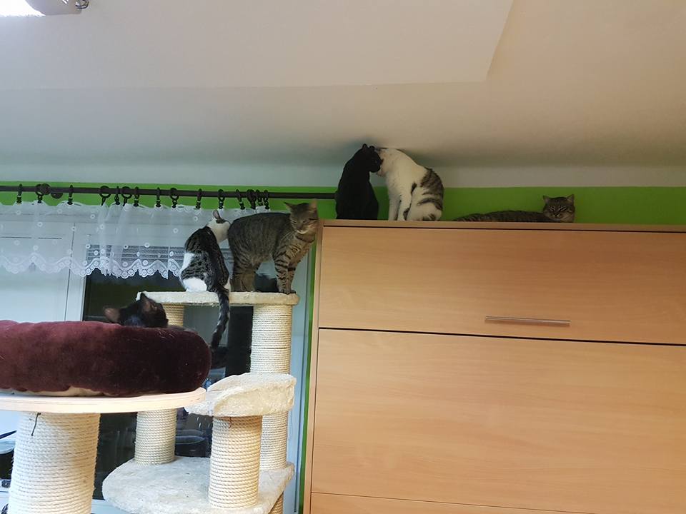 15941078_737954113035861_2577388978384025814_n