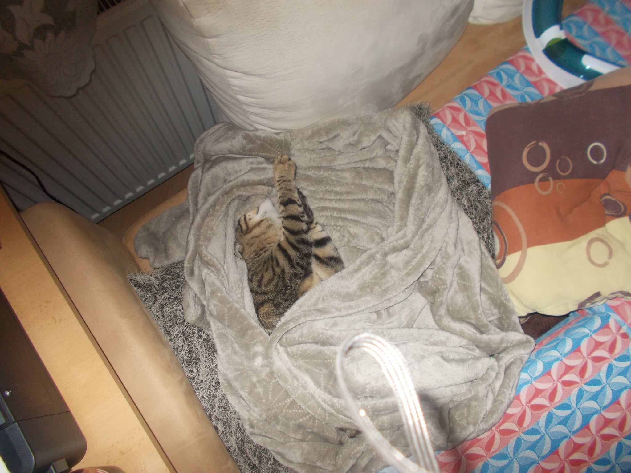 15972456_742051479292791_9040312897815202828_o