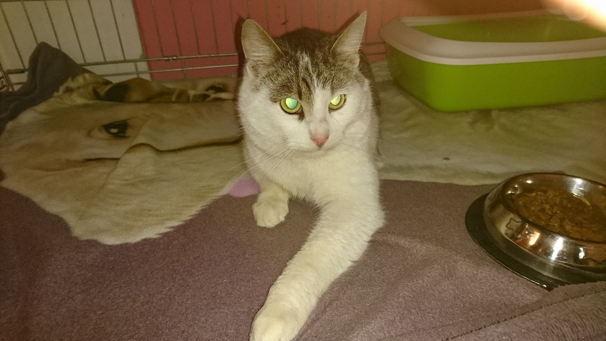 15974915_740543229443616_8516066742783994886_o