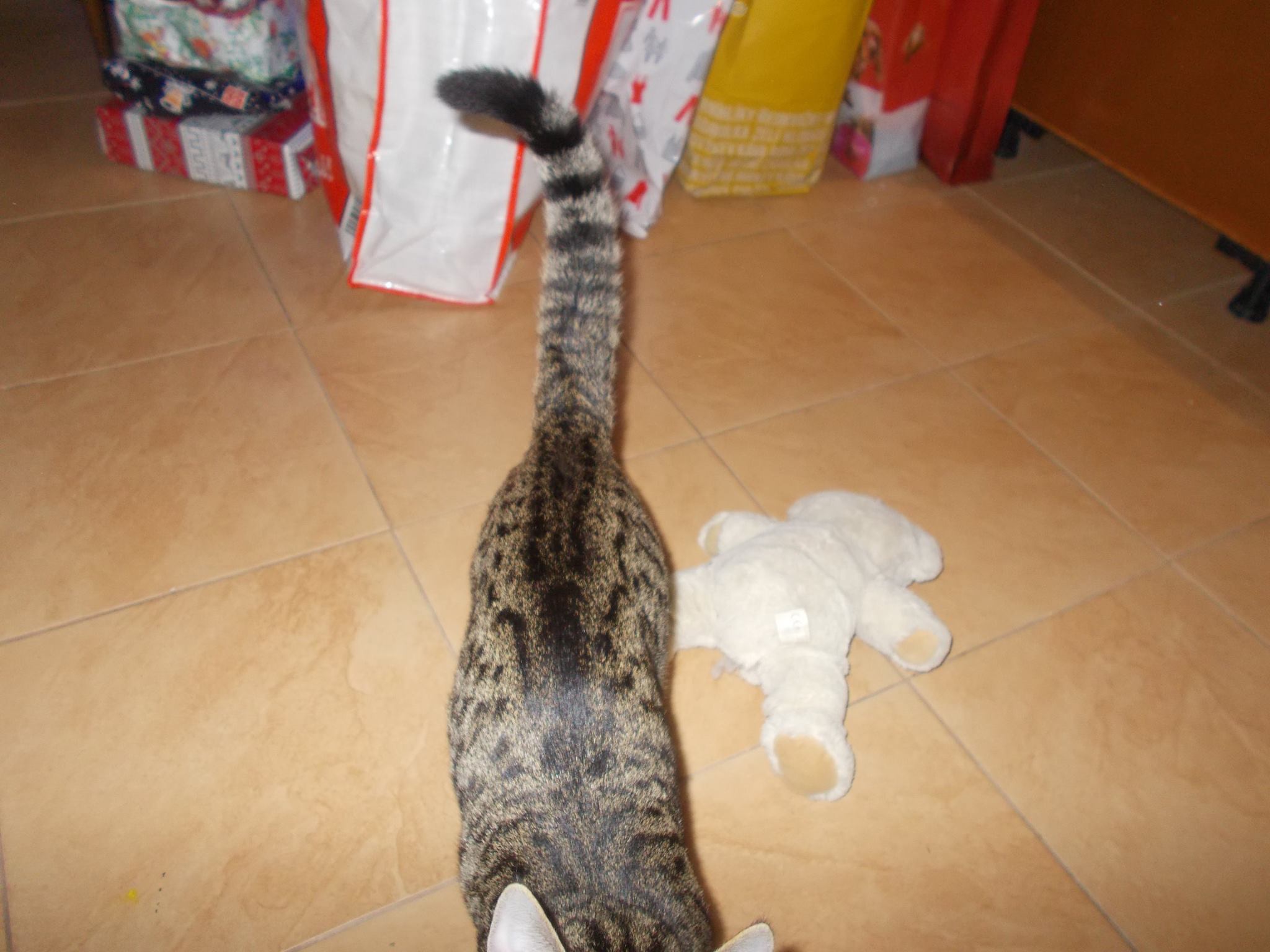 15975062_742051179292821_7518733896774464804_o